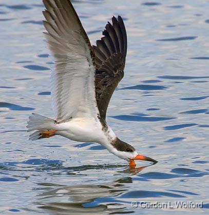 Black Skimmer Skimming_40317.jpg - Black Skimmer (Rynchops niger) photographed along the Gulf coast near Rockport, Texas, USA.